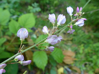 Desmodie glutineuse - Hylodesmum glutinosum - Desmodium glutinosum