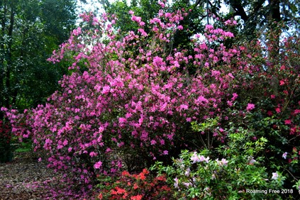 Peak Bloom