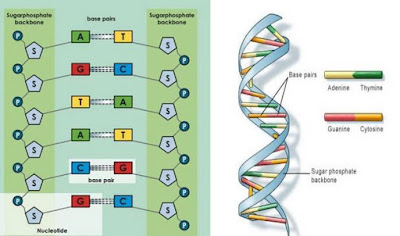 Picture of DNA Structure