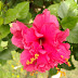 Tropical Hibiscus - Shoeblack Plant