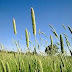 Canary Grass