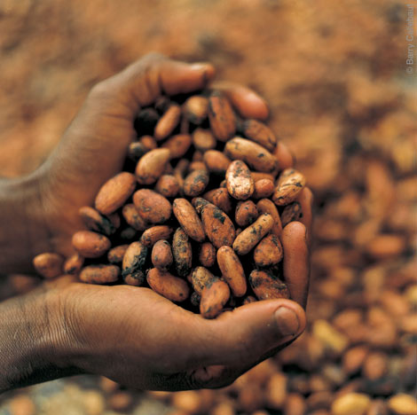 [1-cocoa-beans4.jpg]