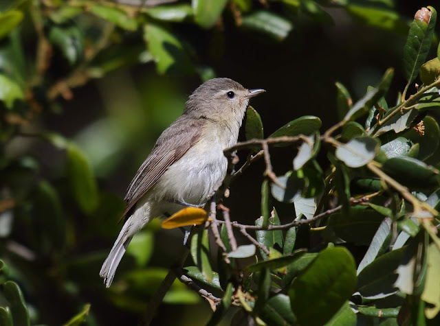 Warbling Vireo