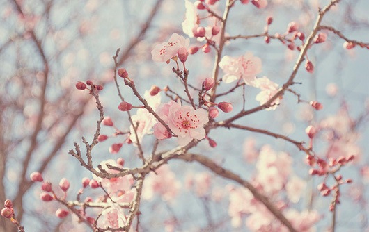 cherry-blossom