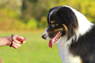 dog clicker training