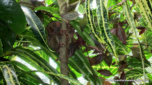 Tarsier in our Bohol Countryside Tour