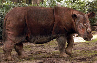 sumatran rhinoceros