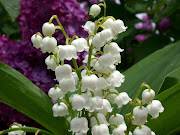 c'est le 1er mai. Bonne fete du travail à tous. Leeann x (muguet er mai )