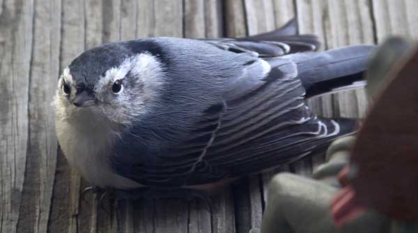 White-breasted Nuthatch (Sitta carolinensis)