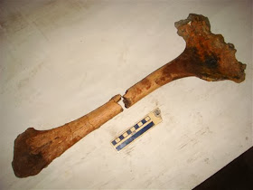 Fossil hunter unearths half-grown T. rex