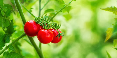 Manfaat Buah Tomat untuk Kesehatan dan Kecantikan