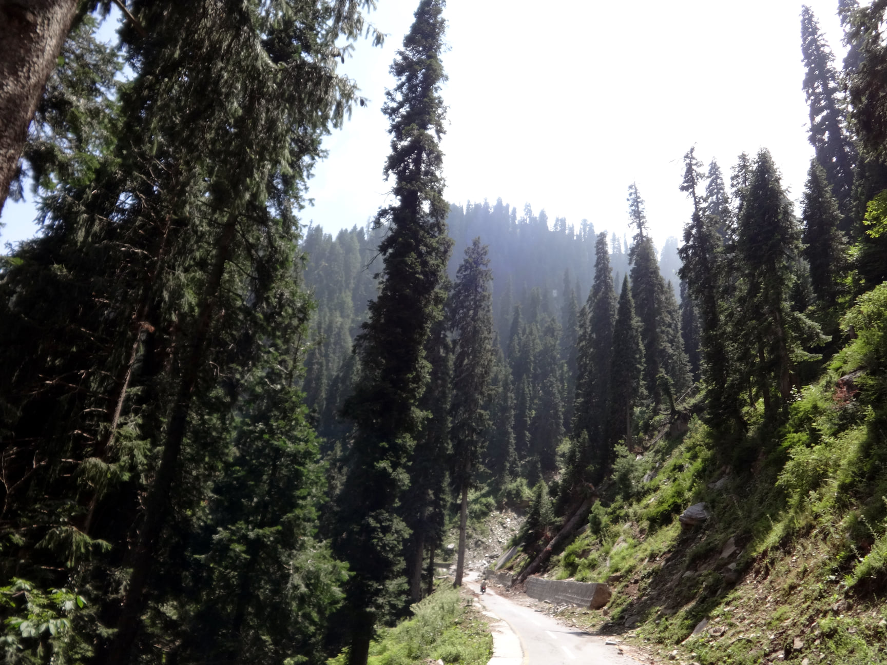 Leswa road and leswa valley forest. Leswa bypass road to Neelum