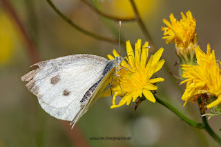 Makrofotografie Schmetterling Kohlweißling Olaf Kerber