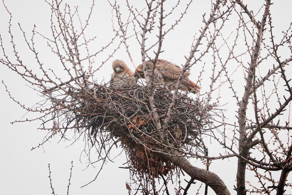 Christo and Amelia inspect their eggs.