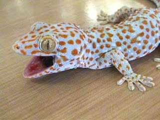 gecko