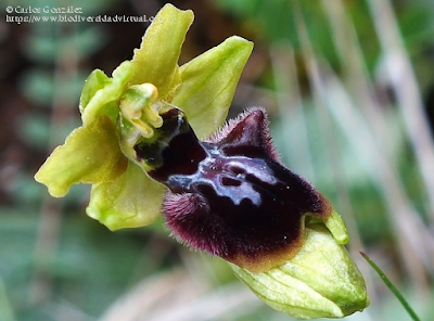 https://www.biodiversidadvirtual.org/herbarium/Ophrys-arachnitiformis-Gren.-y-M.Philippe-img503293.html