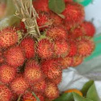 buah rambutan