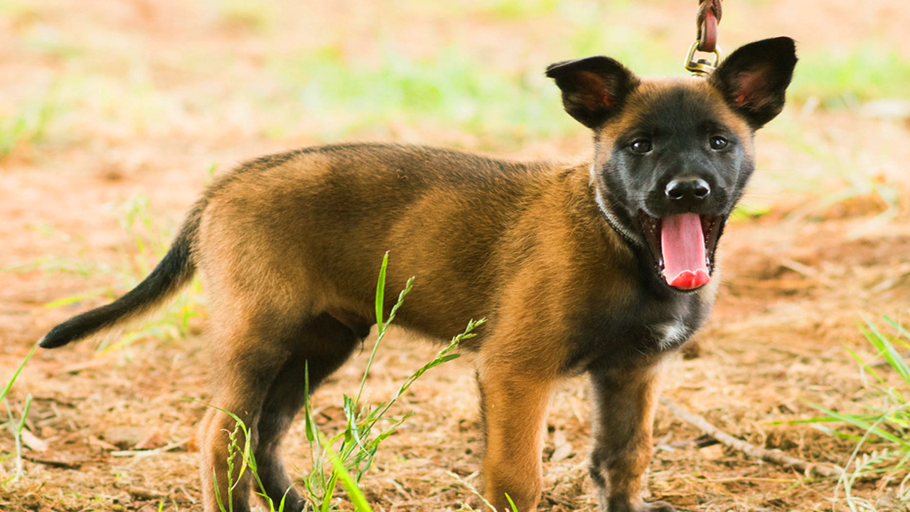 Berger malinois chiot