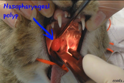 cat nasal polyp removal cost
