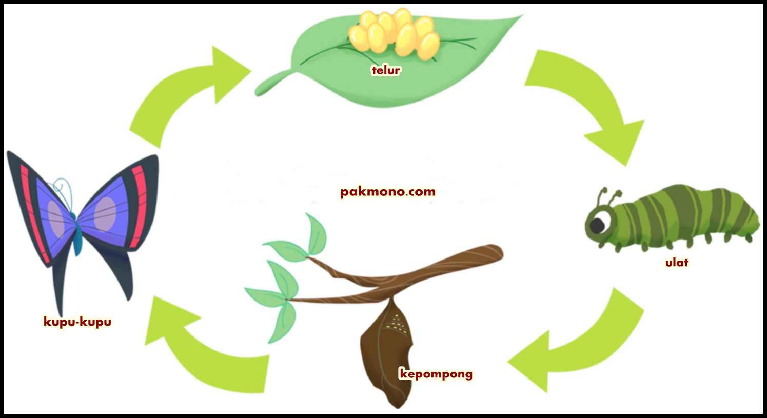 Daur hidup makhluk hidup Metamorfosis  sempurna dan 