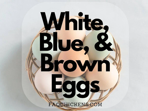 White, Blue, and Brown Eggs