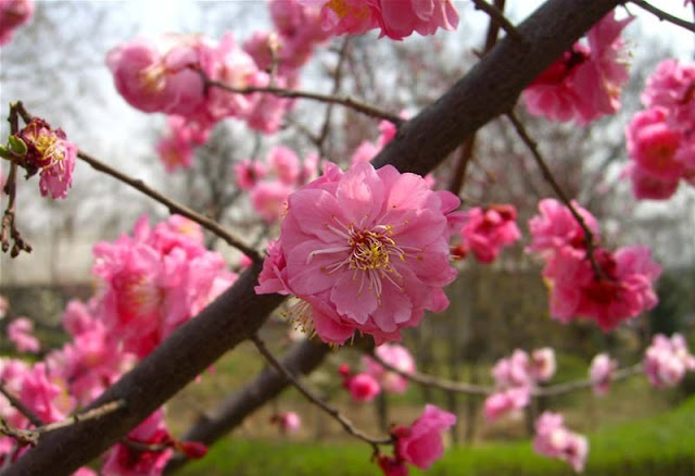 Plum Flowers