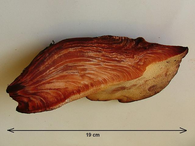 Fistulina hepatica