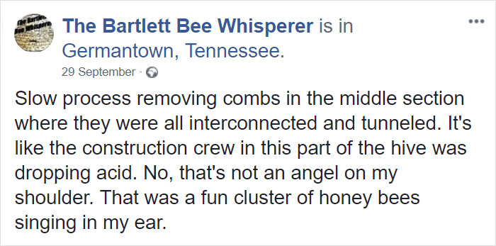 A Honeybee Rescue And Relocation Organization Shares Its Unbelievable Discovery After Removing The Bricks From A Client’s House