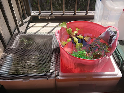 熱帯魚 屋外飼育 341278-熱帯魚 屋外飼育