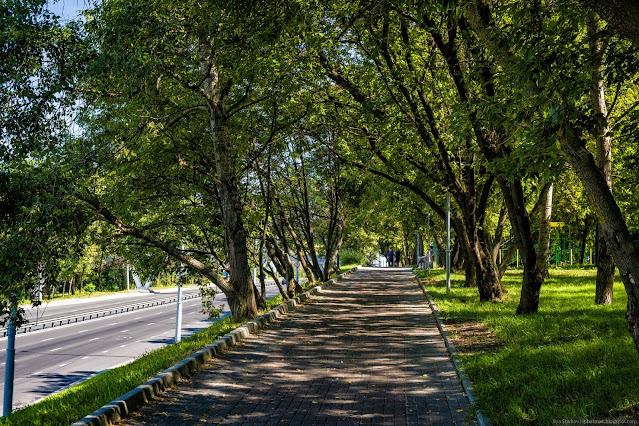 Пешеходная дорожка в тени деревьев