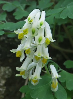 Corydale jaunâtre (Pseudofumaria alba)