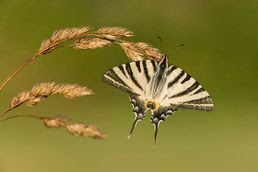 Scarce swallow tail butterfly, butterfly photography