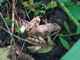 Rana dalmatina DSC19447