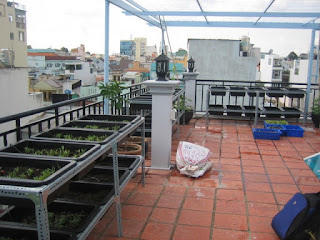 Thiết kế vườn rau sạch tại nhà quận Bình Thạnh
