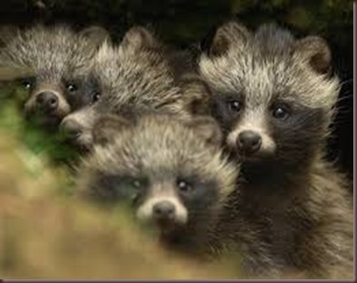 Amazing Animal Pictures Racoon Dog (5)