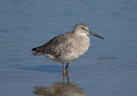 Willet - Bunche Beach, Florida