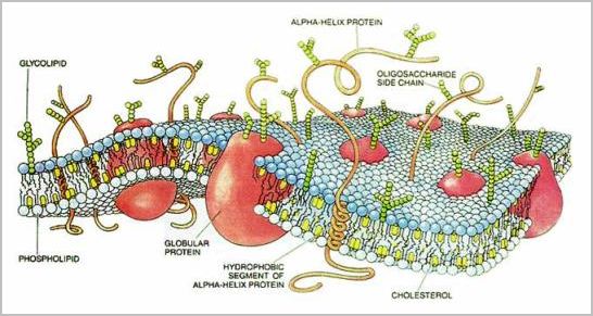 cell membrane diagram. plant cell membrane.