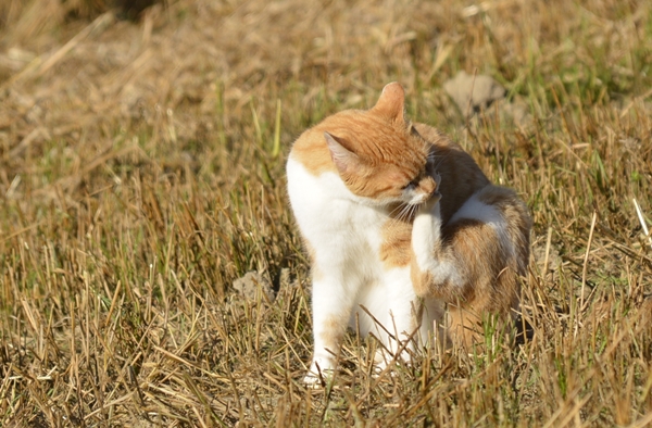 pus katt kattepus pusekatt