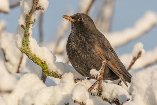 DFBridgeman Blackbird