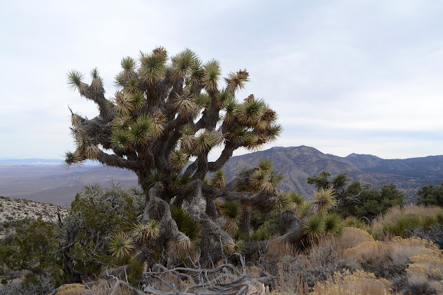 Joshua tree with far more branches than usual