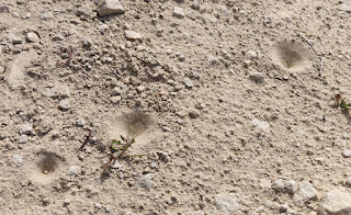 I think these are trapdoor spiders