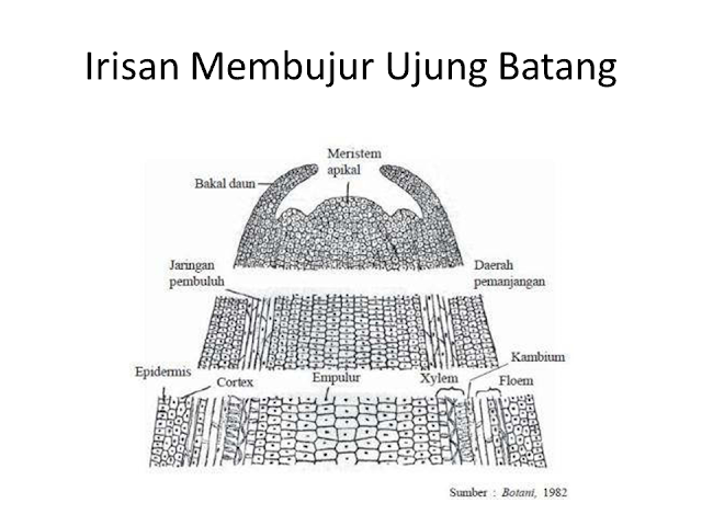 Irisan Membujur Ujung Batang