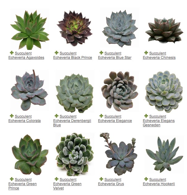 Succulent Echeveria variety guide Detroit modern wedding florist sweet pea floral design