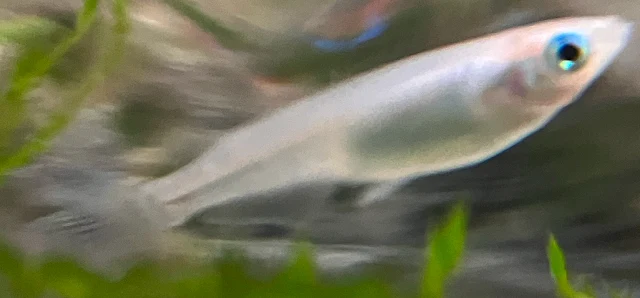 深海(しんかい)メダカ 稚魚 １６１日目