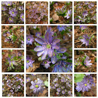 Печёночница благородная (Hepatica nobilis var.nobilis) серия «Серая Шейка»  Печёночница благородная Hepatica nobilis var.nobilis купить печёночницу купить махровые печёночницы печёночницы селекция Константиновой Натальи