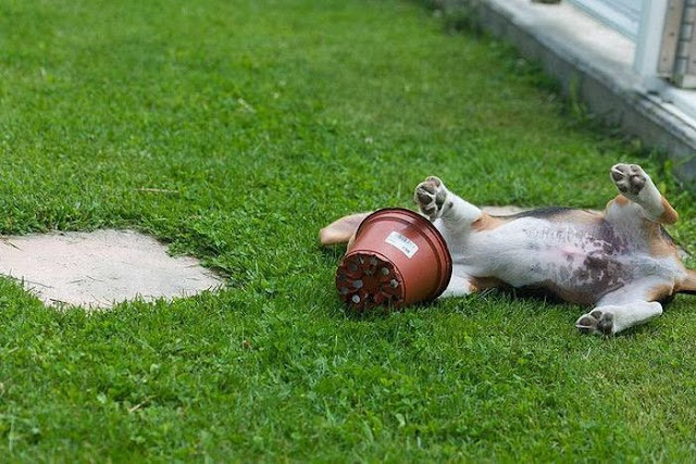 Beagle puppy vs flower pot (4 pics), beagle puppy pictures, funny beagle dog, cute beagle puppy, puppy pictures