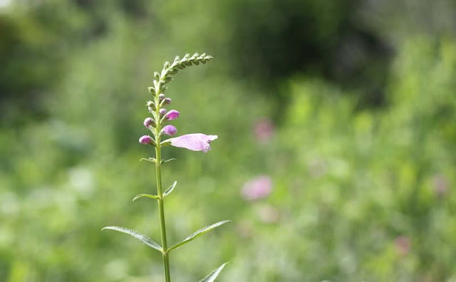 Physostegia Virginiana Flowers Pictures