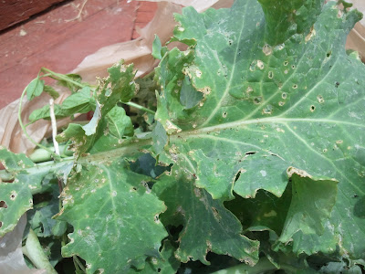 flea beetle damage on kale