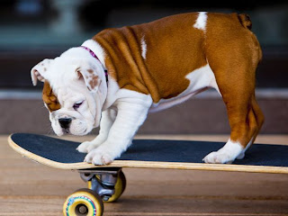 bulldog