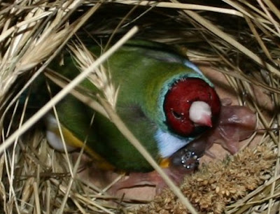 baby gouldian finches North Carolina